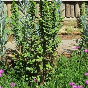 Portulacaria afra