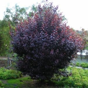 Prunus Nigra 2