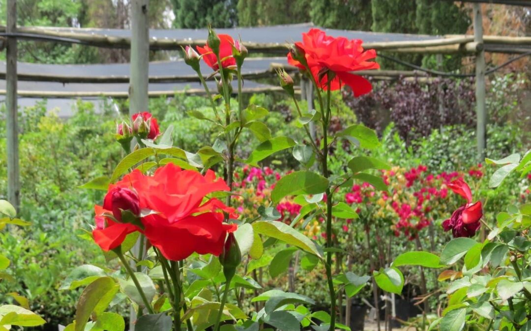 Order Plants Online – The Benefits of Online Plant Shopping