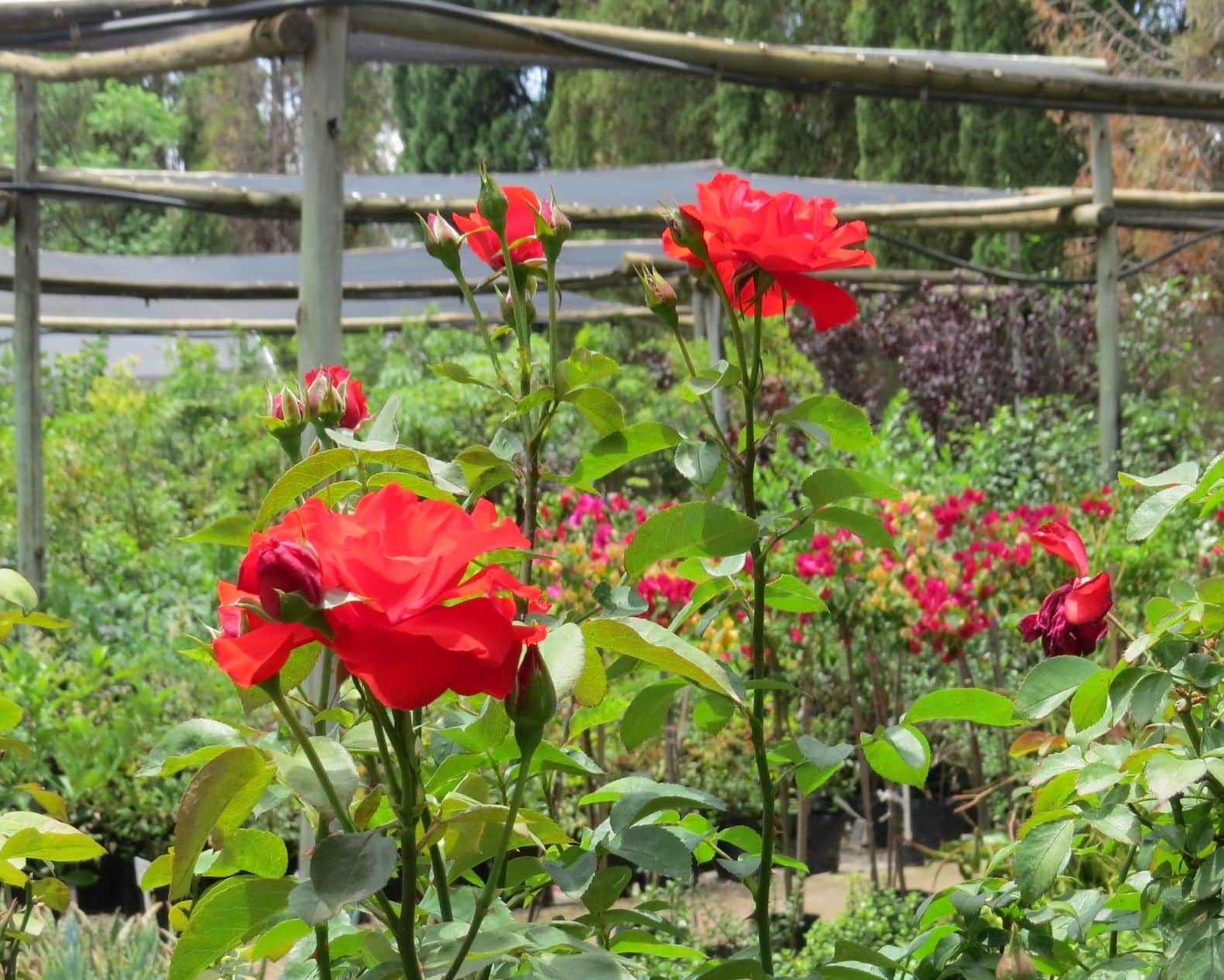 Order Plants Online - Windy Willows