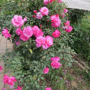 Rose Simplicity