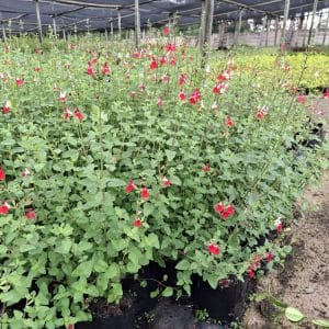 Salvia Hot Lips