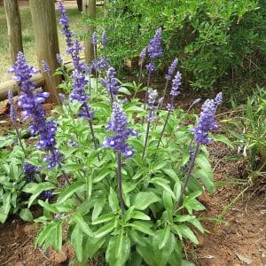 Salvia blue