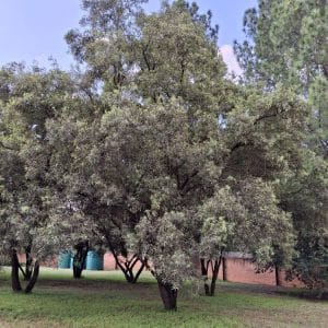Searsia lancea