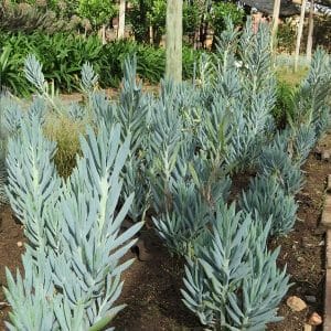 Senecio mandraliscae