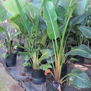 Strelitzia nicolai