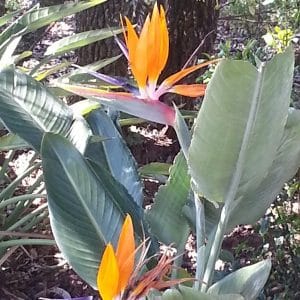Strelitzia reginae, Crane Flower