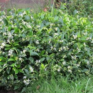 Trachelospermum jasminoides