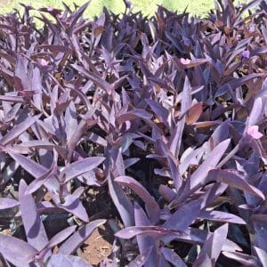Tradescantia purple