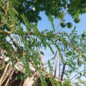Vachellia galpinii