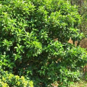 Viburnum sinensis