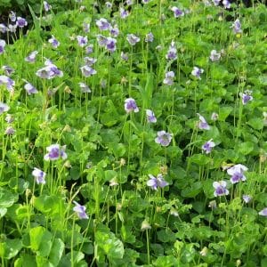Viola hederacea