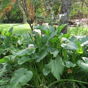 Zantedeschia aethiopica