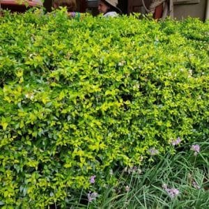 abelia "francis mason"