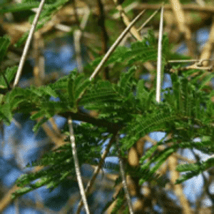 vachelia (acacia) sieberiana, paper bark thorn