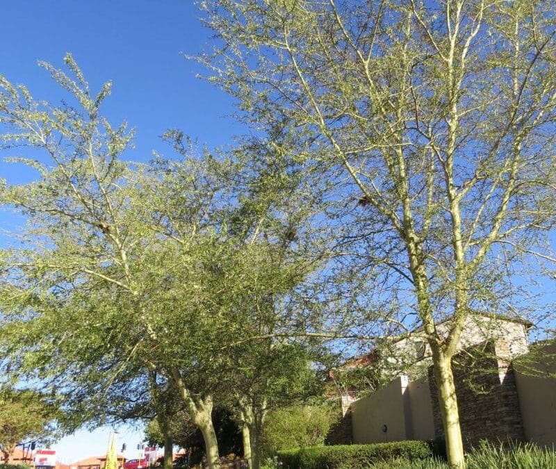 Indigenous Trees for Gauteng Gardens: Strong, Reliable, and Worth Planting