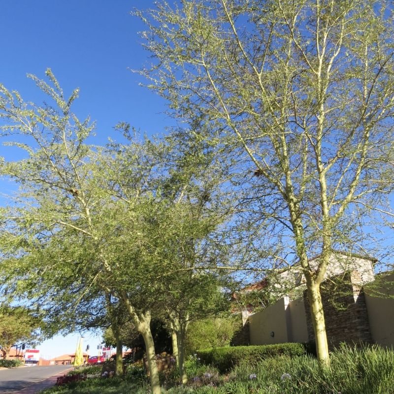 Acacia Xan 800 vachellia (acacia) xanthophloea, fever tree