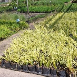 acorus gramineus golden edge