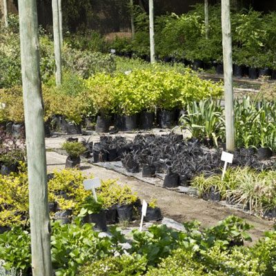 Planting Season at Windy Willows
