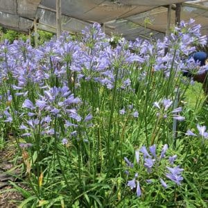 agapanthus africanus nana blue, dwarf agapantha, blue lily
