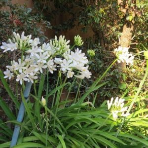 agapanthus africanus nana white, dwarf agapantha, african white lily