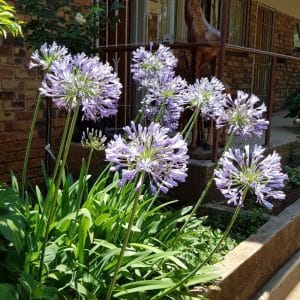 agapanthus praecox blue, agapantha blue, african blue lily