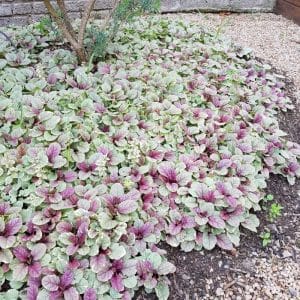 ajuga burgundy glow, bugleweed