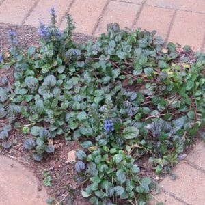 ajuga reptans, bugleweed