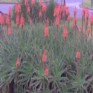 aloe arborescens, krantz aloe