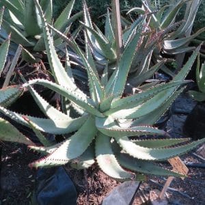 aloe ferox, bitter aloe