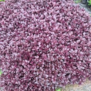 alternanthera brasiliana, purple prince