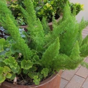 asparagus meyersii, cat's tail fern