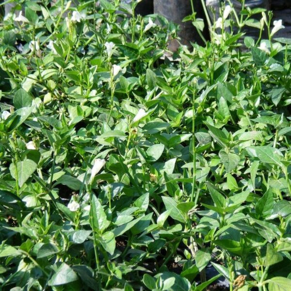 asystasia gangetica white, creeping foxglove