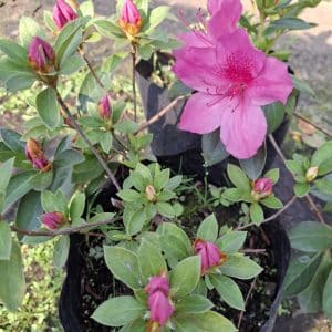 azalea magenta, azalea