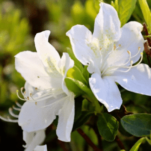 azalea white, azalea