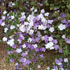 brunfelsia pauciflora "exima", yesterday, today, and tomorrow