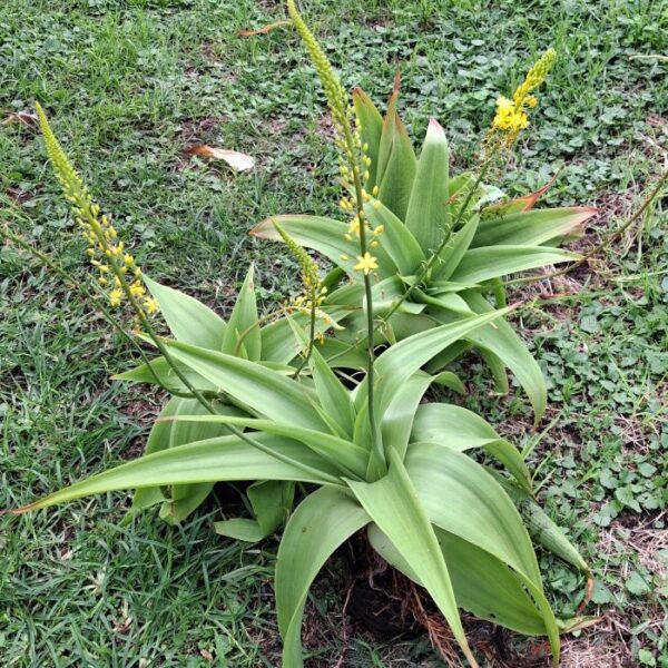 bulbine natalensis