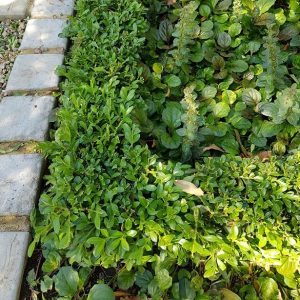 buxus dwarf, box hedge dwarf