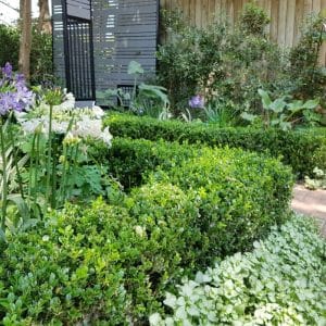 buxus faulkner, box hedge