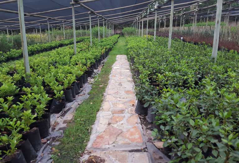 Plant Nursery