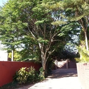 caesalpinea ferrea, leopard tree