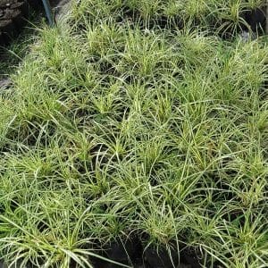 carex evergold, sedge evergold