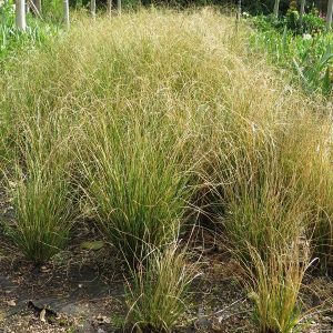 carex phoenix, sedge
