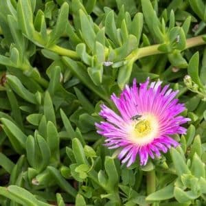 carpobrotus edulis, sour fig, pink or yellow