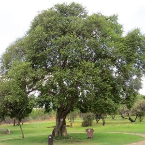 celtis africana, white stinkwood