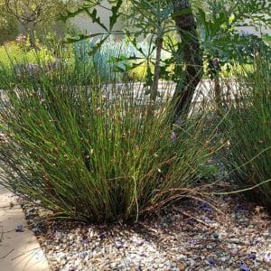 chondropetalum tectorum, cape thatching reed