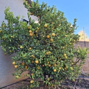 citrus lemon, lemon tree