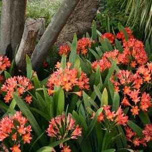 clivia miniata citrina, orange clivia