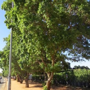 combretum erythrophyllum, river bushwillow
