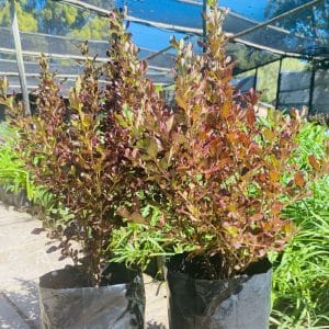 coprosma "midnight magic", mirror bush